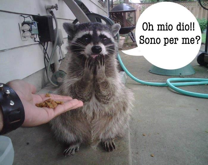 procione.jpg