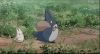 totoro