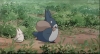 totoro