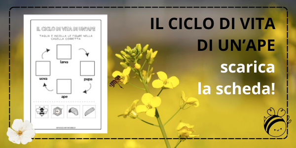 ciclo di vita di un ape scheda didattica