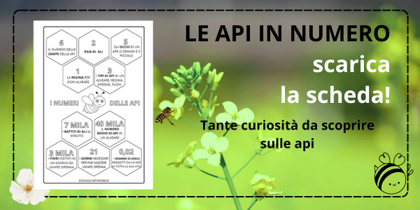 ciclo di vita di un ape scheda didattica