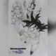 fan art dragonball dragon ball Stefano95sp
